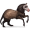 [img=https://gaia.equideow.com/media/equideo/image/chevaux/special/60/adulte/pet-ferret.png]